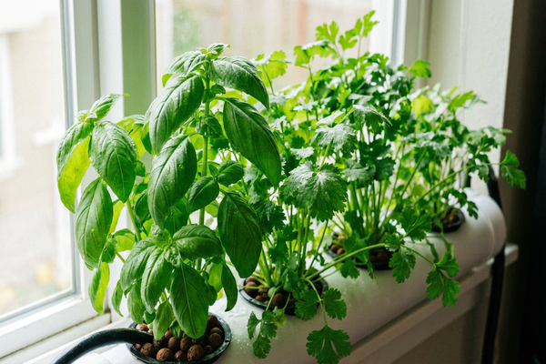Como Cultivar Temperos Hidropônicos que Crescem Mais Rápido que no Solo