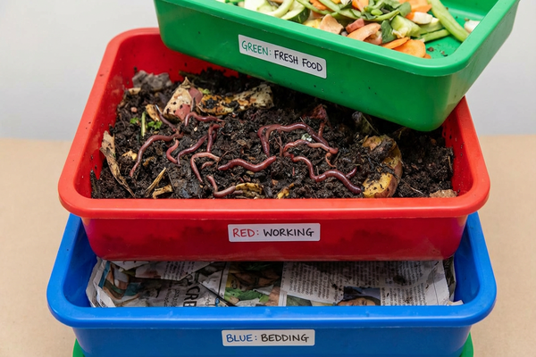 Vermicompostagem: Como Montar e Manter seu Minhocário sem Erros