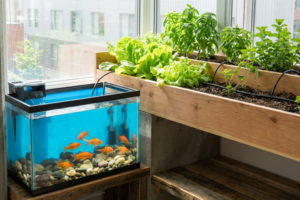 Sistema de aquaponia caseiro com peixes e plantas em simbiose