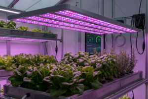 Painel LED Full Spectrum iluminando plantas em cultivo indoor.